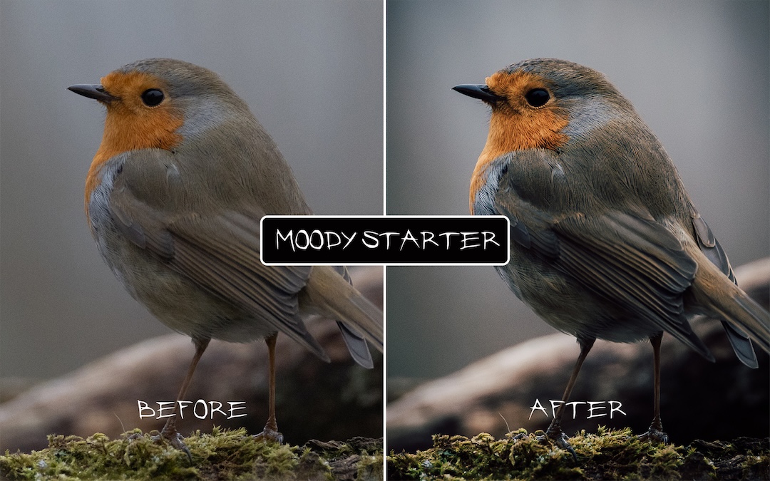 Moody Starter 2026 Preset Pack - Image 5